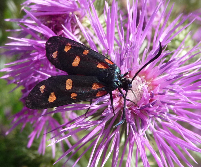 Zygaena - da identificare